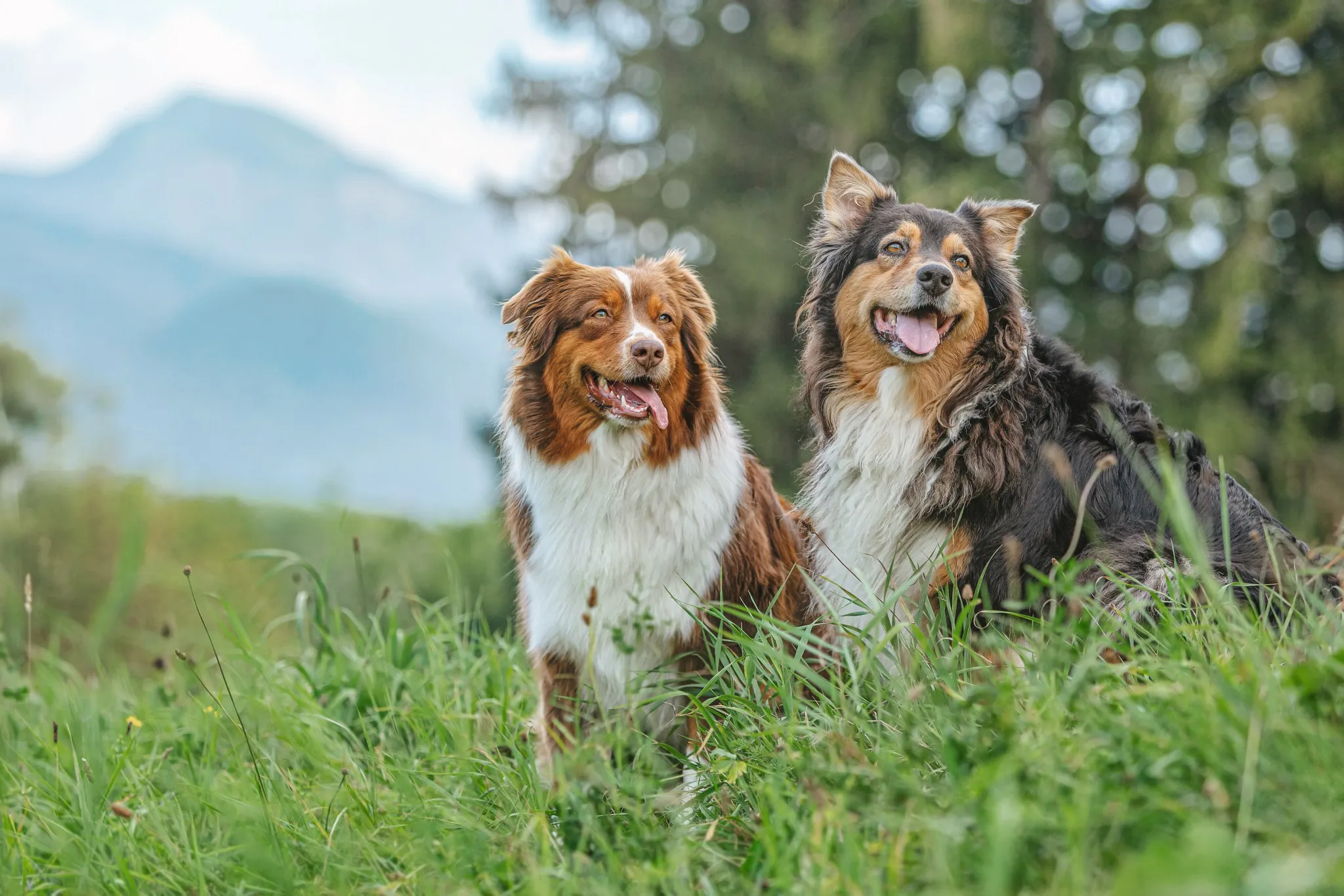 Zwei Australian Shepherds sitzen auf einer Bergwiese, im Hintergrund ein bewaldeter Berghang
