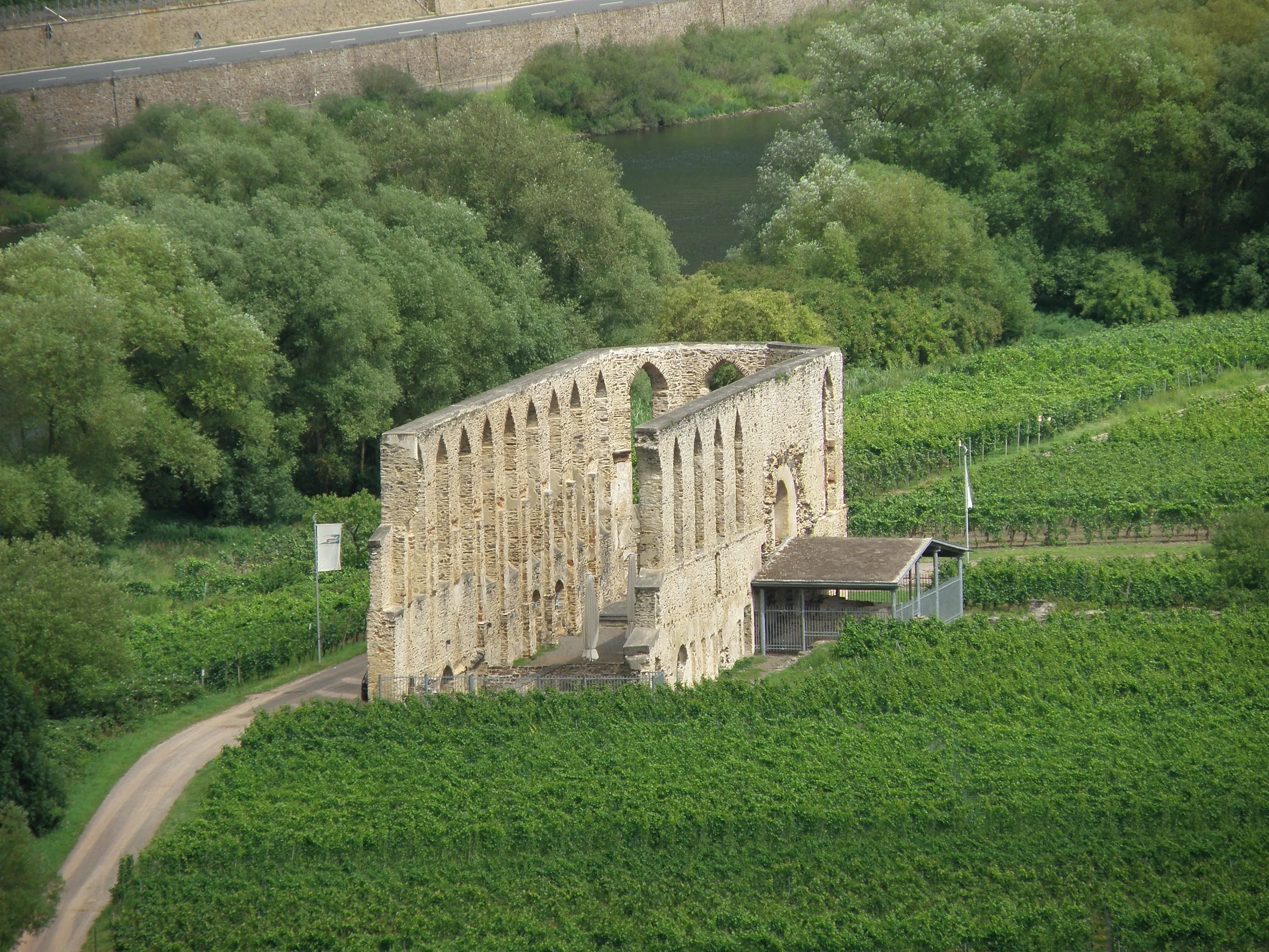 Ruine einer Klosterkirche mit hohen Spitzbogenfenstern zwischen Weinbergen, daneben ein überdachter Anbau