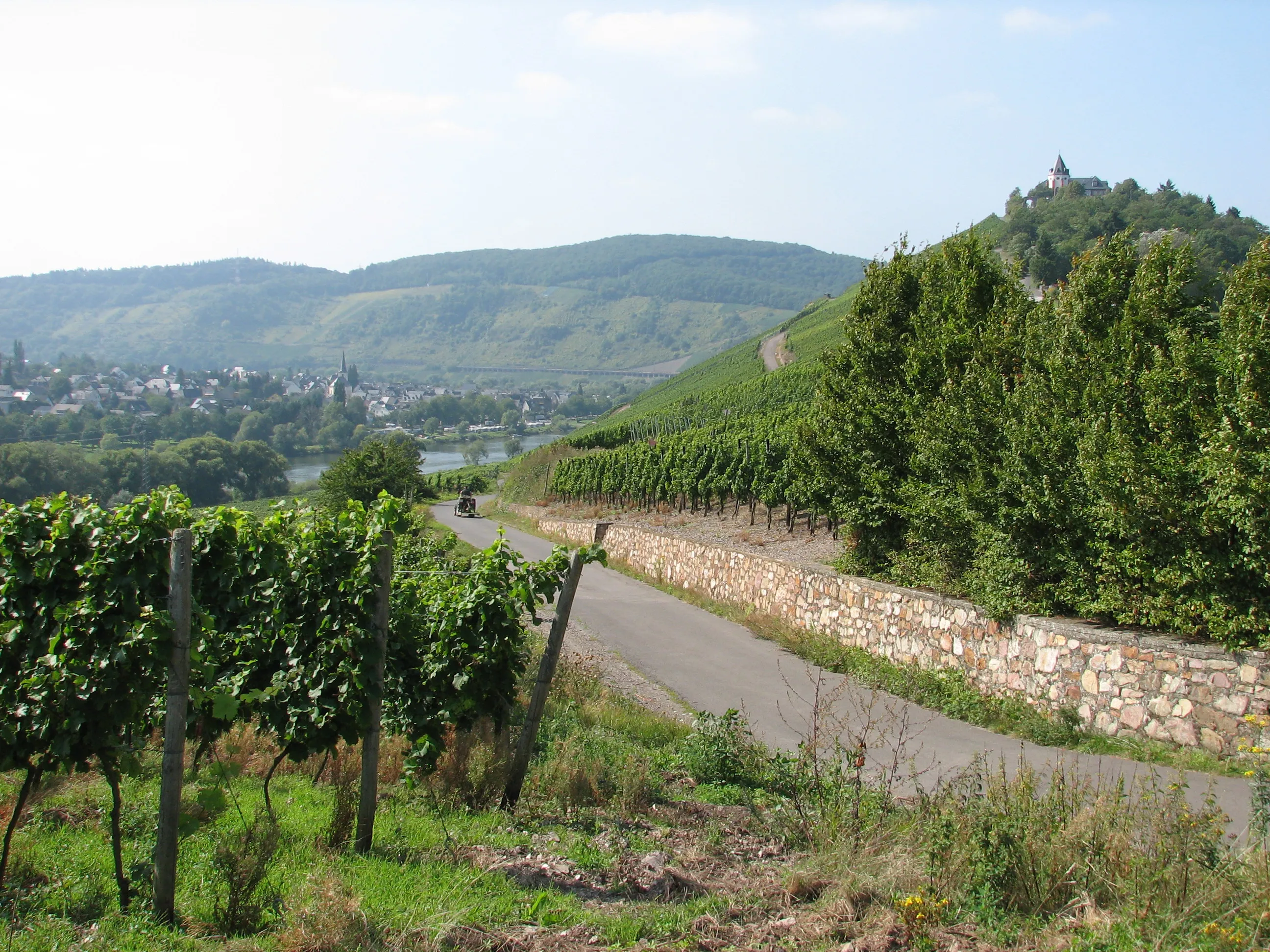 Blick über die Mosel nach Pünderich, rechts oben die Marienburg, im Vordergrund Weinberge an einem Wirtschaftsweg