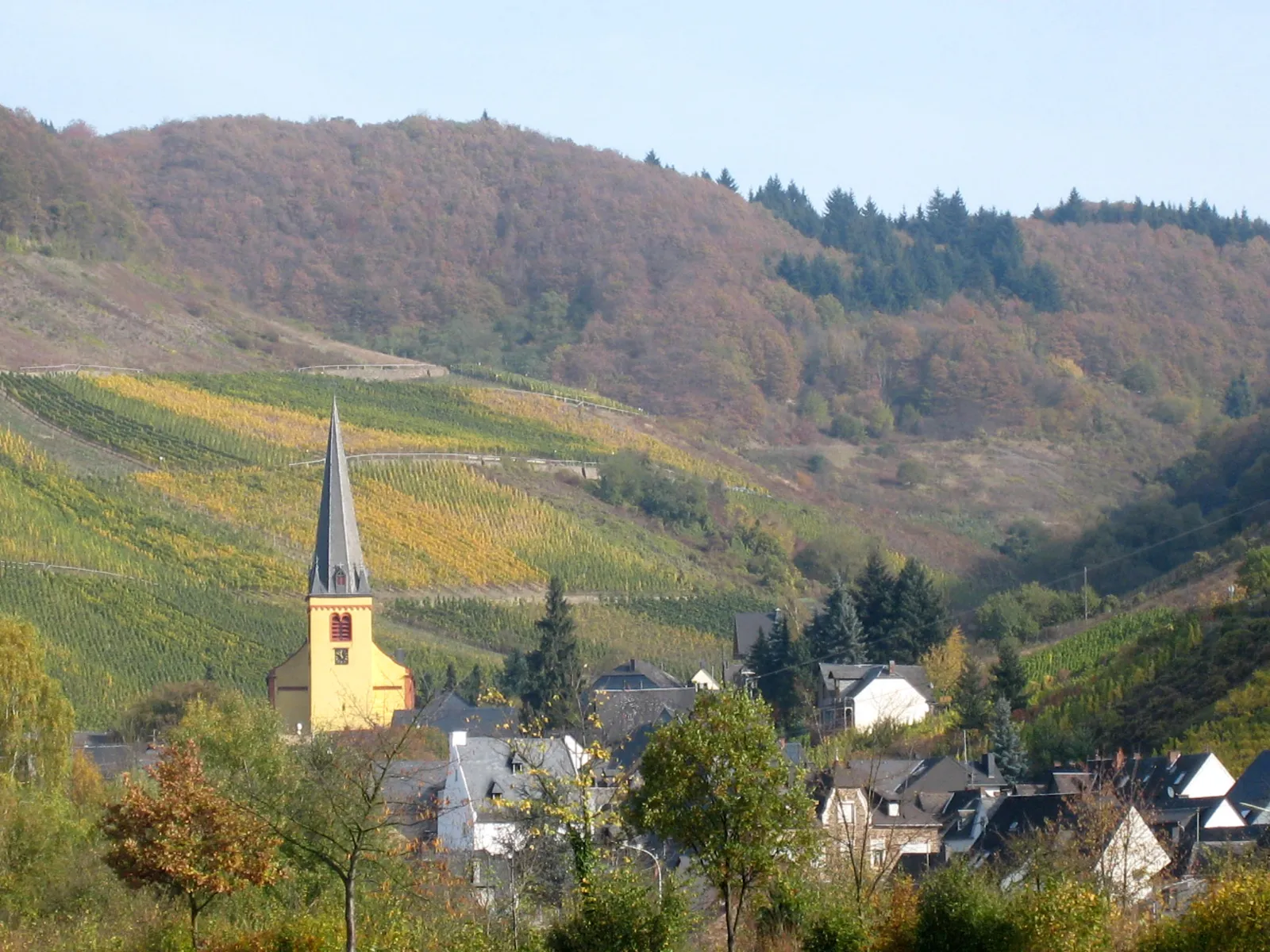 Senheim im Herbst: gelbe Pfarrkirche mit spitzem Turm zwischen Schieferdächern, dahinter Weinberge und bewaldete Hänge