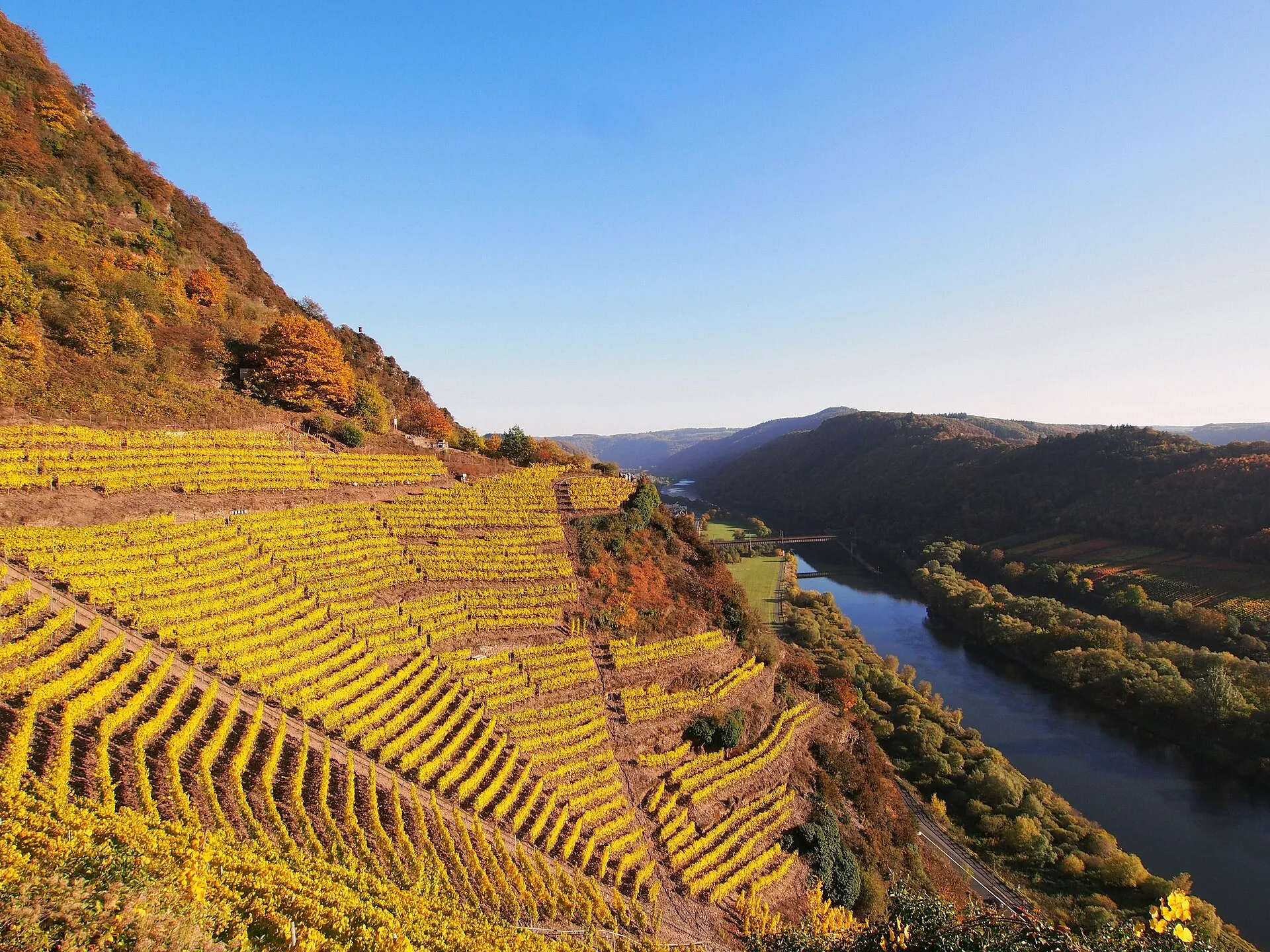 Terrassierter Weinberg am Calmont im Herbstlaub, darunter die Mosel und die Eisenbahnbrücke bei Eller
