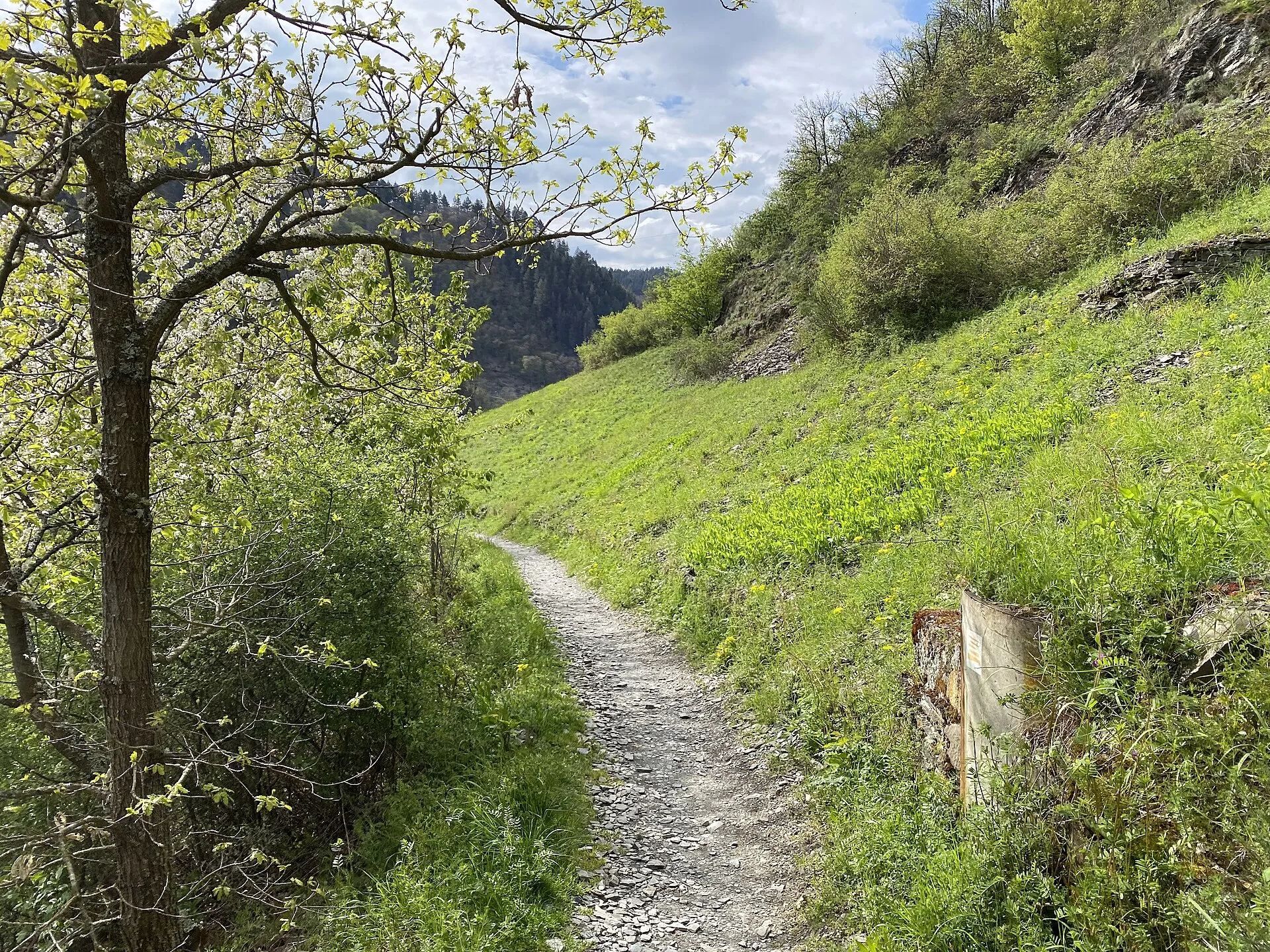 Schmaler Schieferpfad des Moselsteigs bei Cochem im Frühjahr, rechts ein grasbewachsener Steilhang