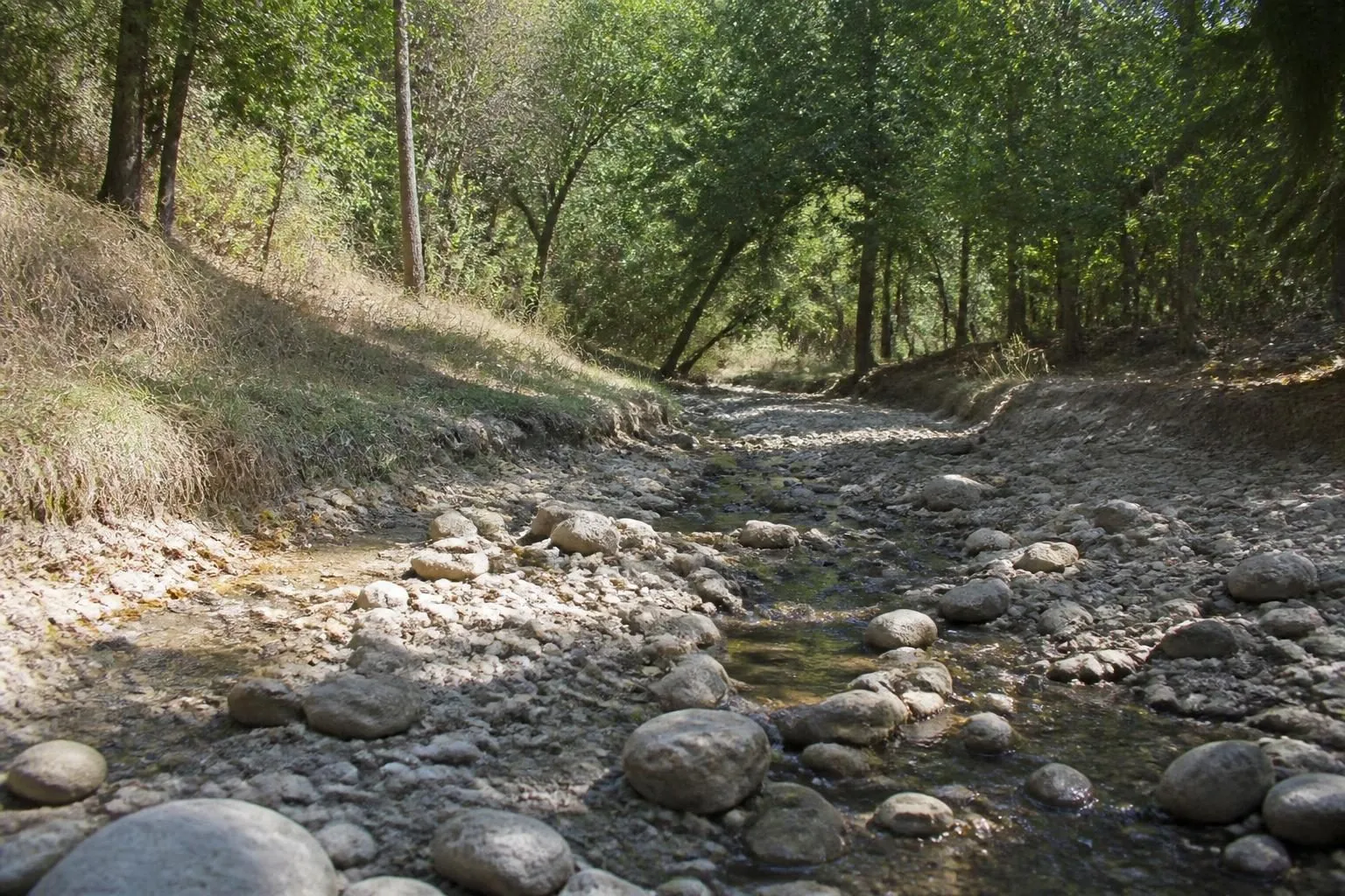Fast trockenes Bachbett aus hellen Kieseln mit einem schmalen Rinnsal, an den Ufern vertrocknetes Gras im Sommerlicht