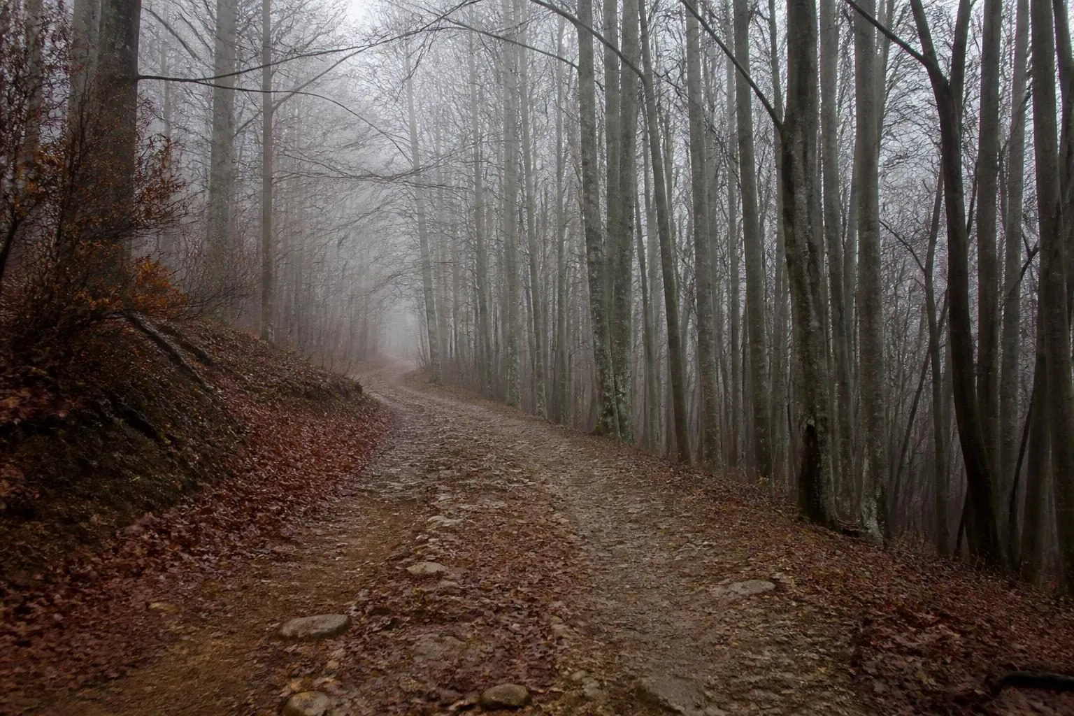 Unbefestigter Waldweg am Hang durch kahlen Buchenwald, Nebel zwischen den Stämmen, nasses Laub auf Weg und Böschung