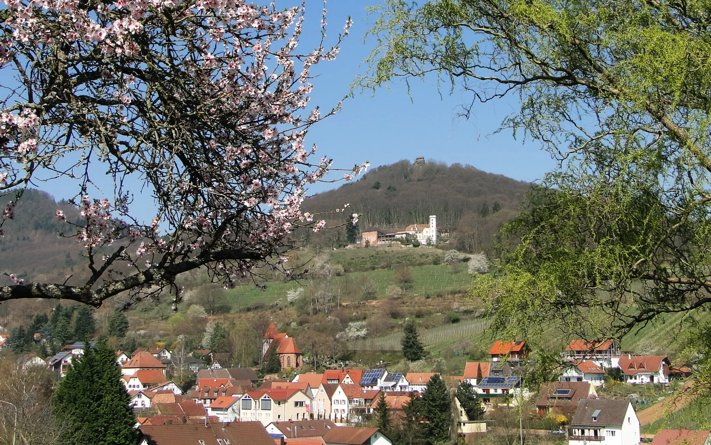 Blick auf Leinsweiler in der Südpfalz mit dem Slevogthof am Hang, im Vordergrund blühende Mandelzweige