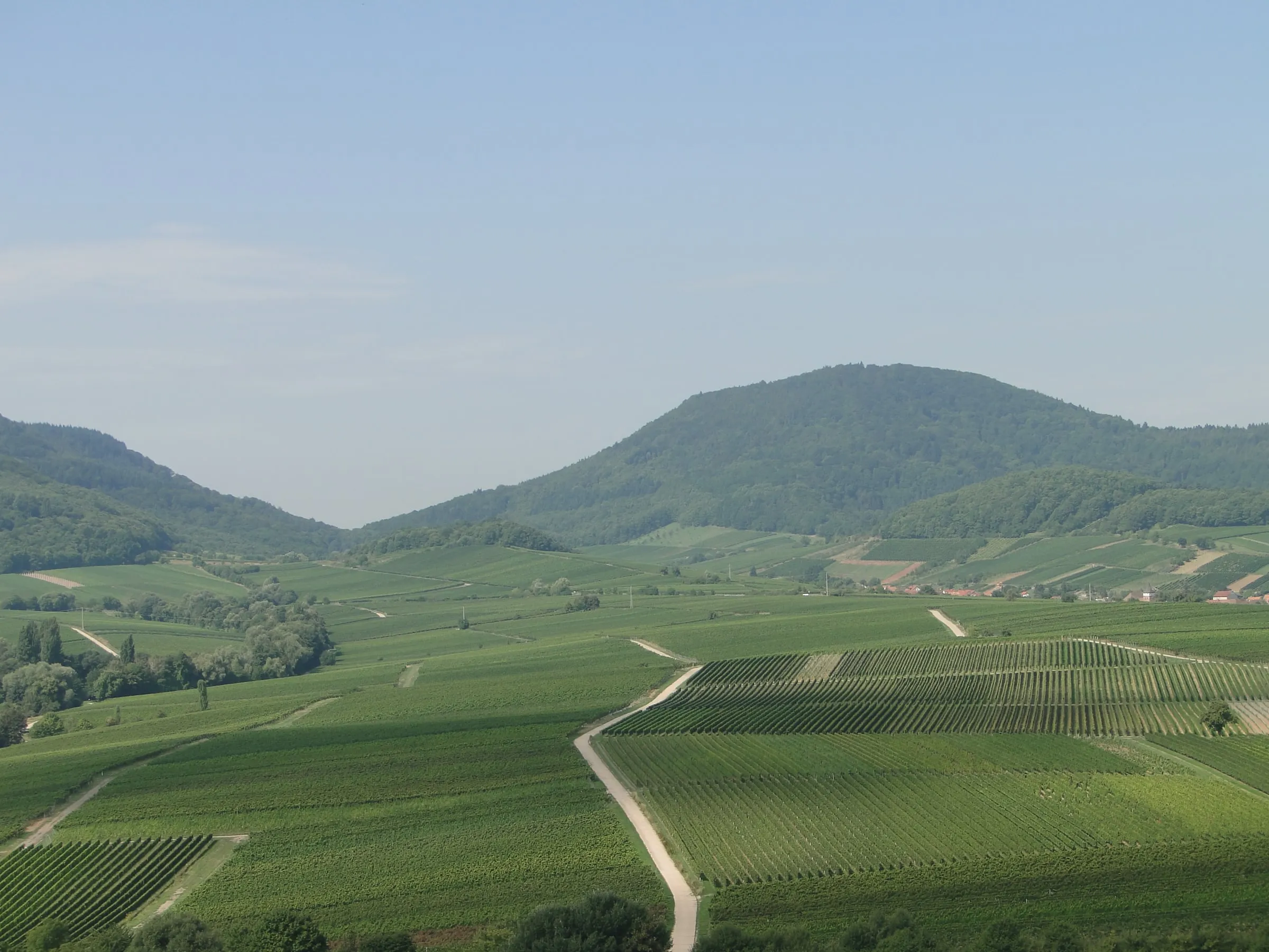Weinberge bei Leinsweiler an der Deutschen Weinstraße im Spätsommer