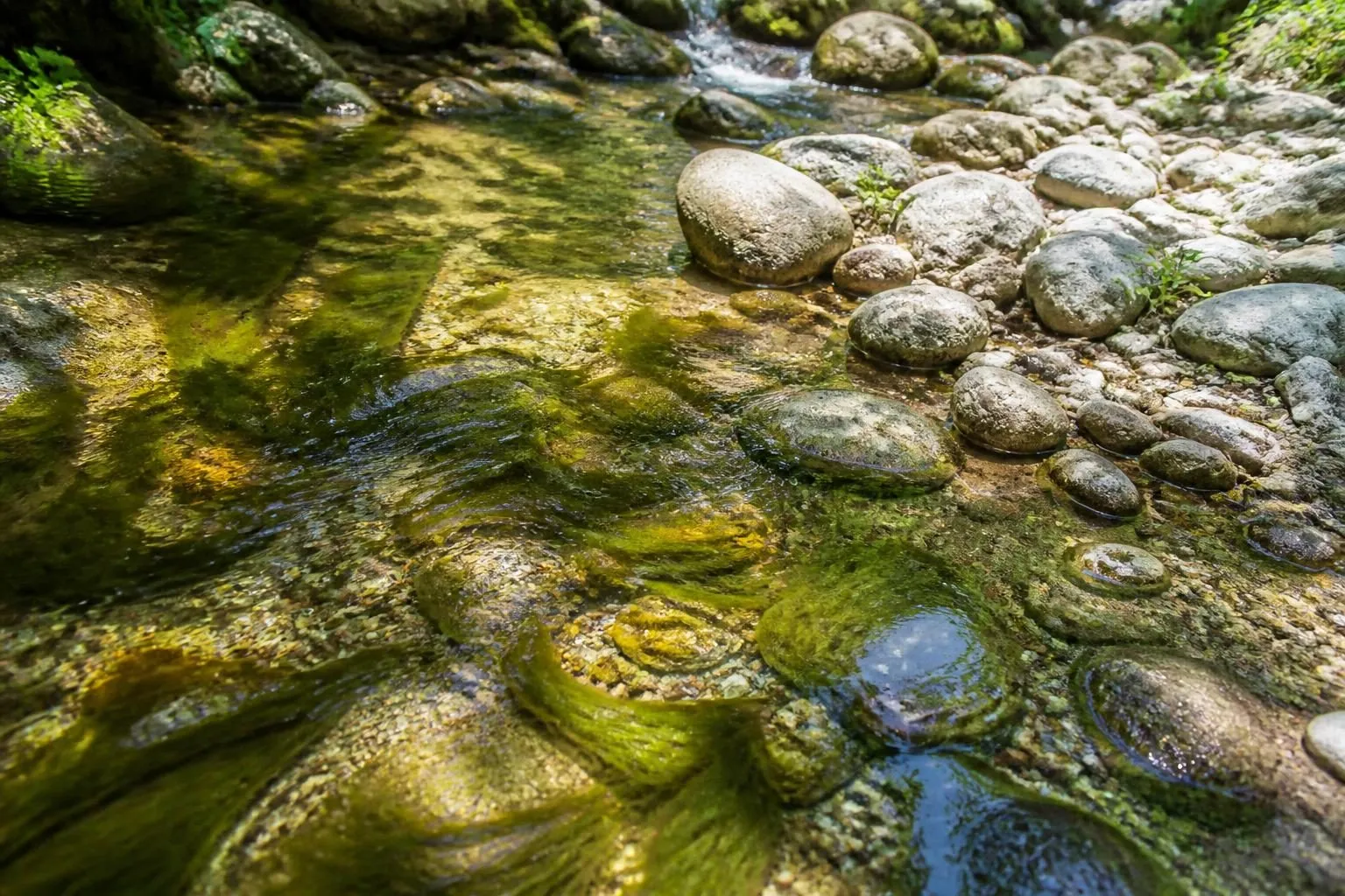 Flacher Bachlauf über hellen Kieseln, grüne Algenfäden im Wasser, trockene Steine am Ufer im Mittagslicht