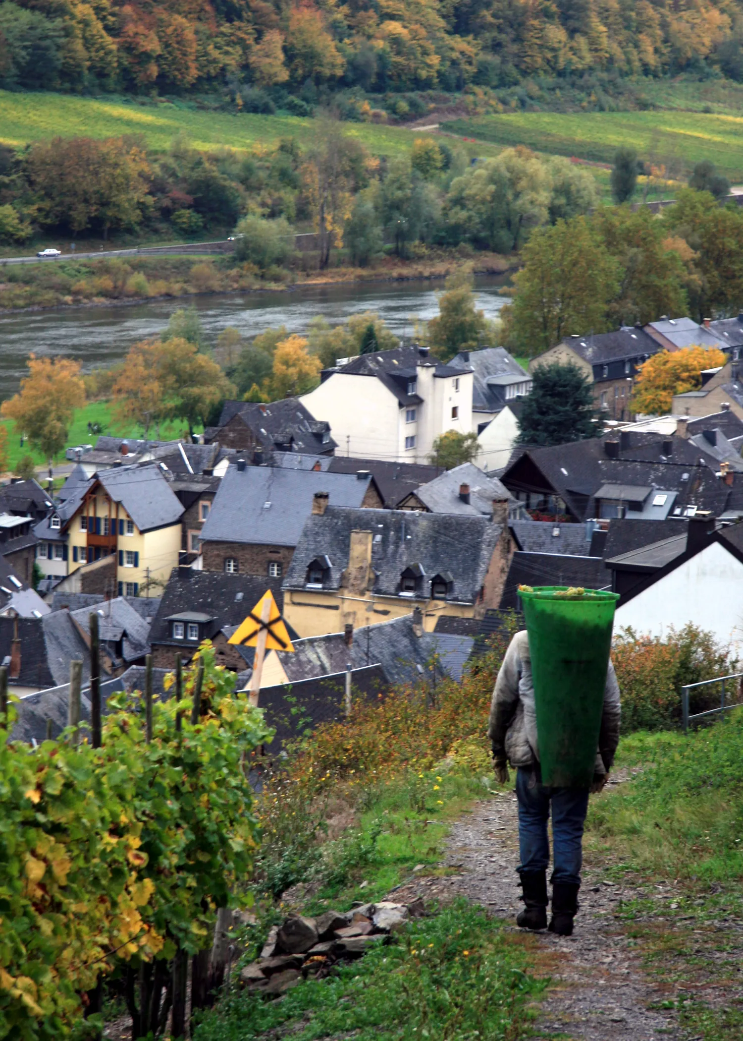 Erntehelfer mit gefüllter Lesebütte auf einem Weinbergsweg über Valwig an der Mosel