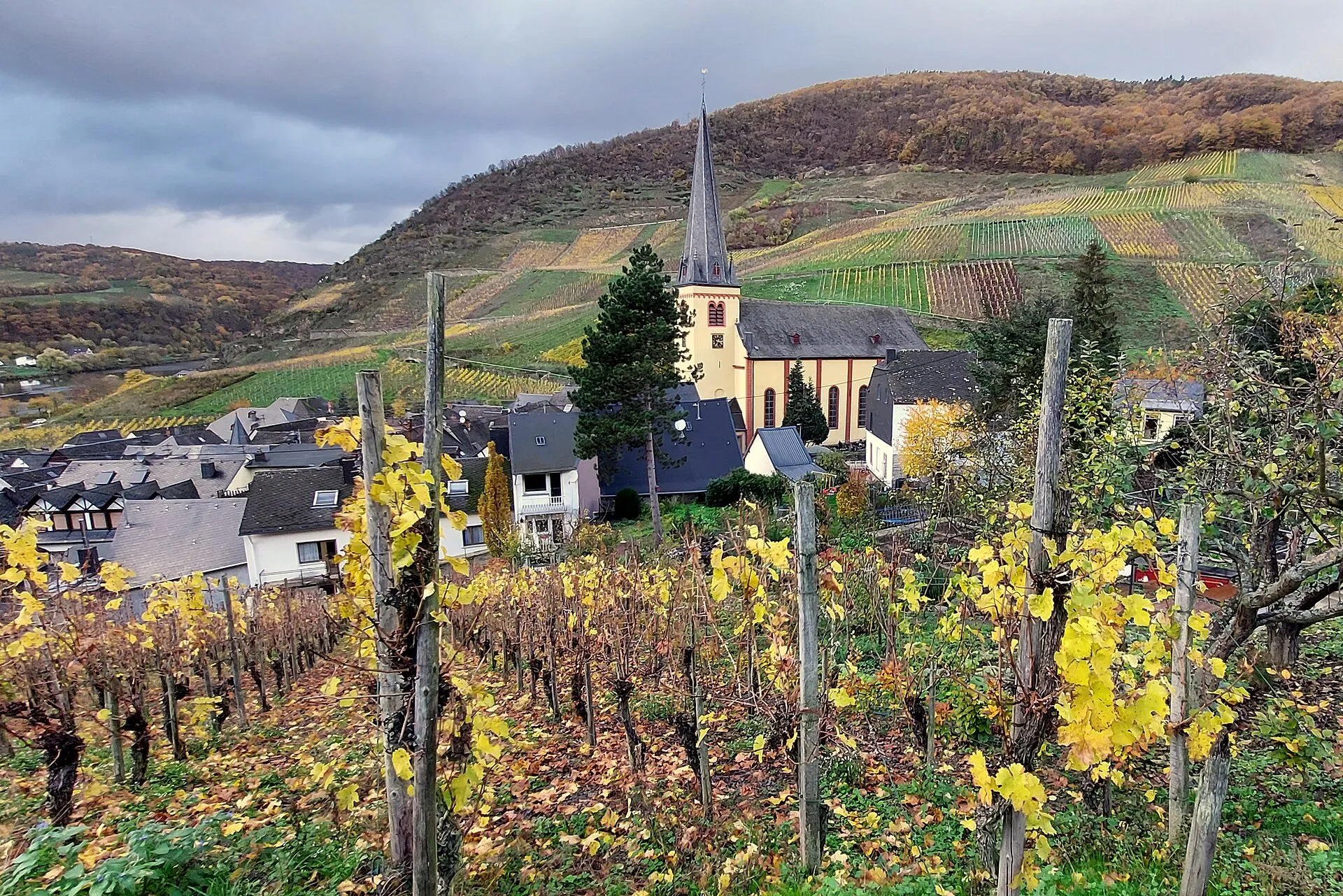 Blick aus einem herbstlichen Weinberg über die Dächer von Senheim mit der Pfarrkirche, dahinter Steillagen und Wald
