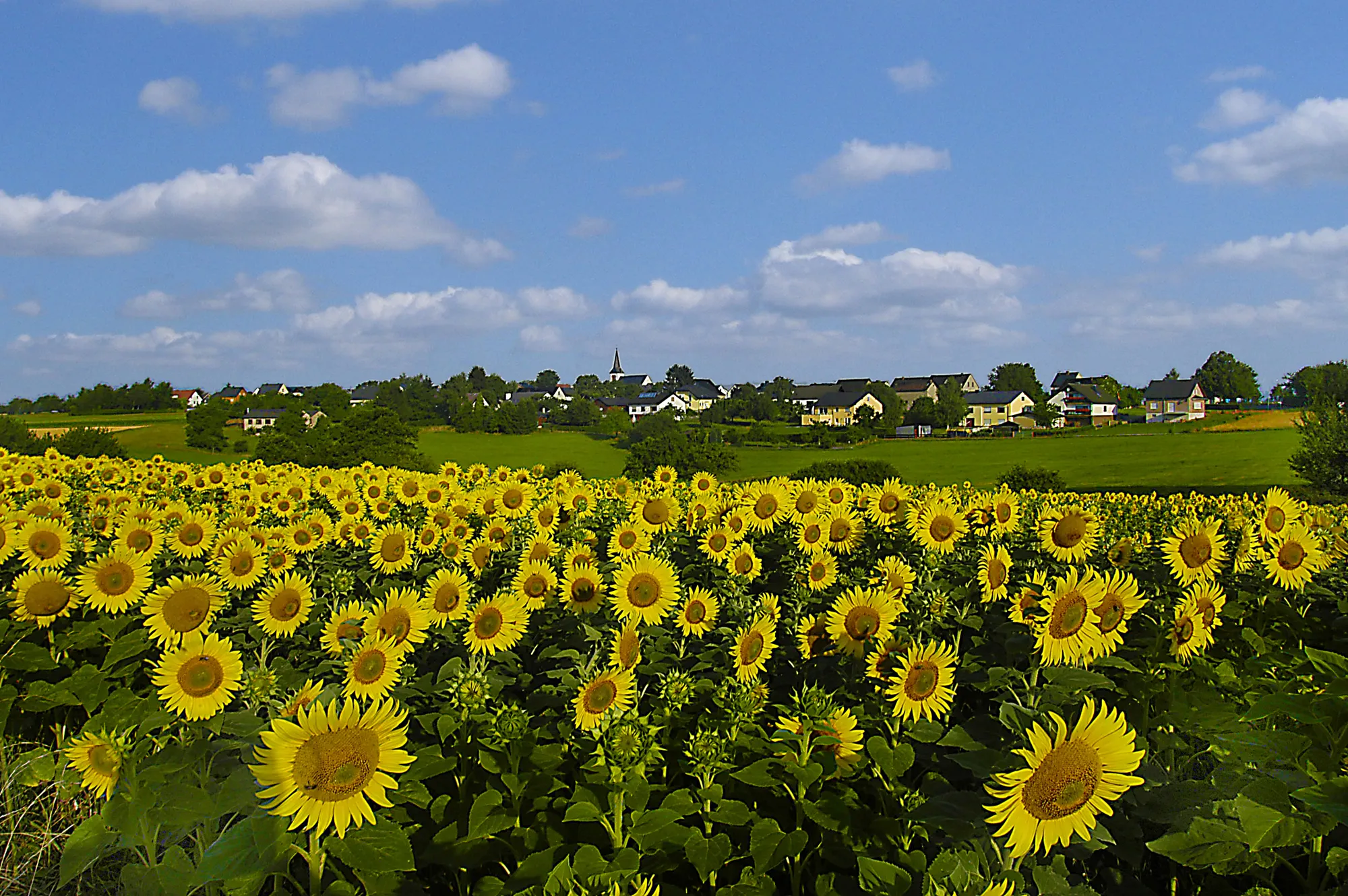 Sonnenblumenfeld vor der Ortslage von Kliding, im Hintergrund Häuser und der Kirchturm unter blauem Himmel