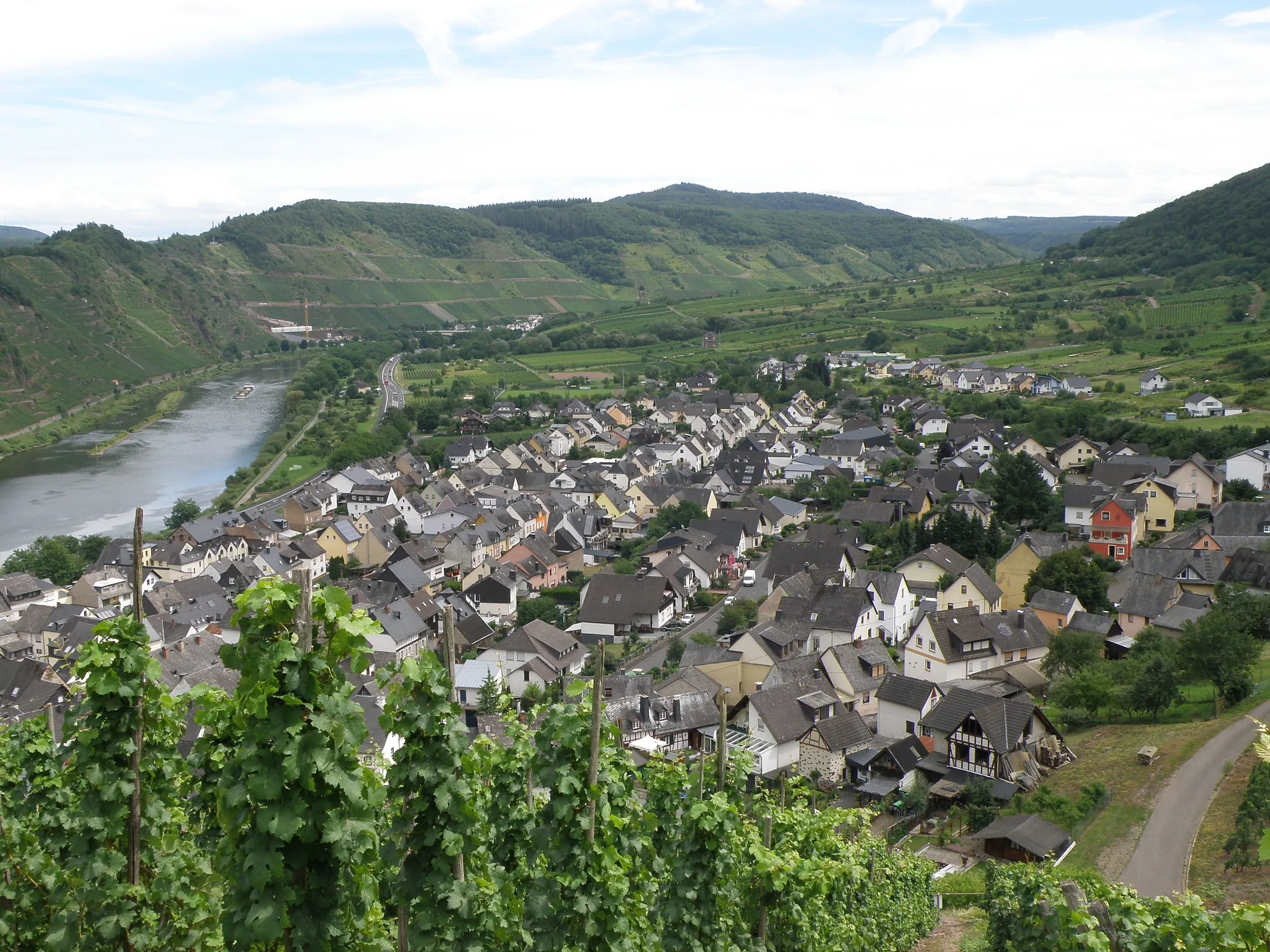 Blick aus dem Weinberg über die Dächer von Bremm auf die Mosel, dahinter Weinberge und bewaldete Höhen