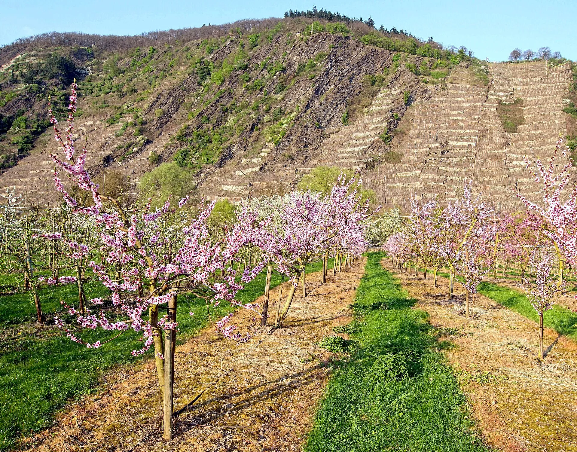 Blühende rote Weinbergpfirsichbäume in Reihen, dahinter ein terrassierter Schieferhang mit Weinbergen