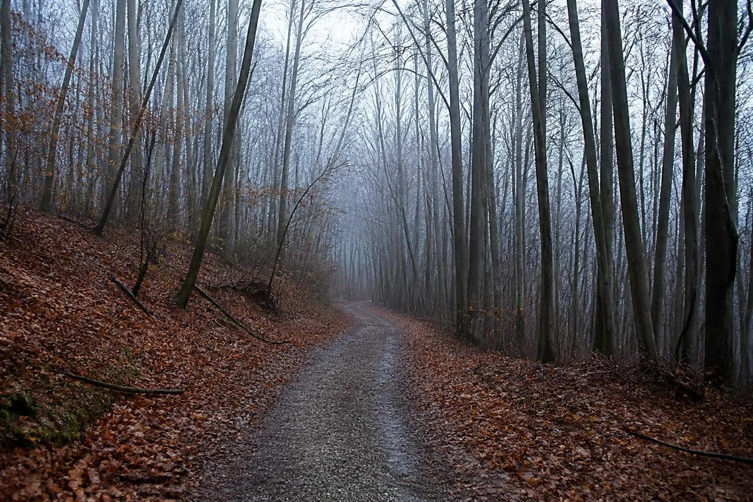 Schmaler Waldweg durch kahle Laubbäume im Novembernebel, feuchtes Laub auf dem Boden