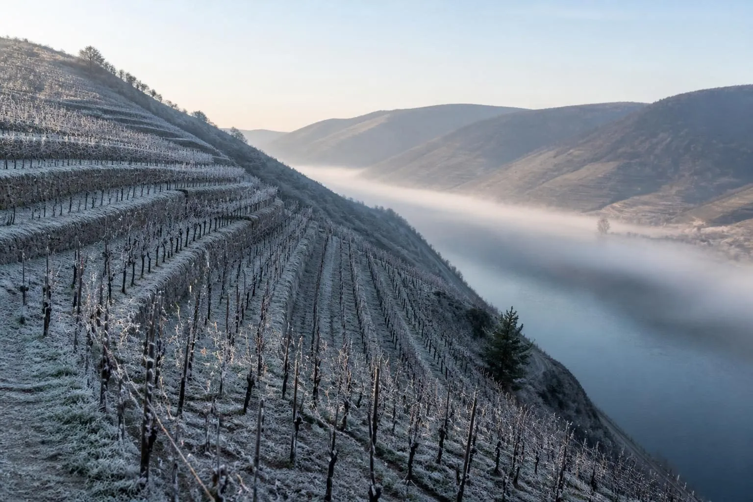Terrassierter Rebhang mit Raureif auf den kahlen Rebzeilen über einem Flusstal, Nebelband über dem Wasser im Morgenlicht